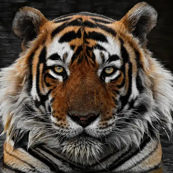Vendor profile image
